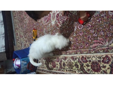 Alex yeni sahibini arıyor maltese terrier