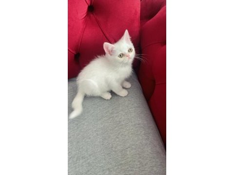 3 aylık dişi ve erkek british shorthair yavru