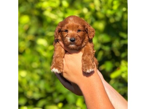 Teslime hazır maltipoo köpekler