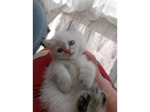Sıcak bir yuva arıyoruz blue point cinsi kedimiz dişidir
