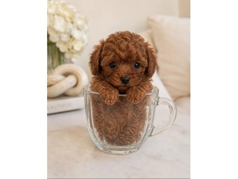 Tatlı kucuk poodle mınıkler