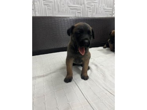 Malinois yavrular