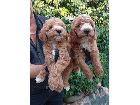 Irk ve sağlık garantili poodle bebeklerimiz