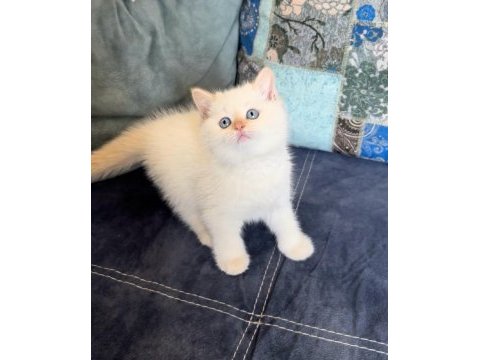 Sibirya orman kedisi