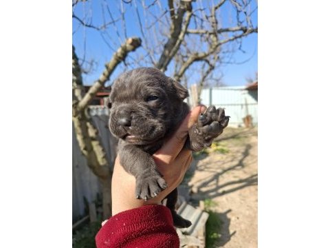 Cane corso yavru köpekler