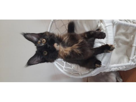 Maine coon tortie
