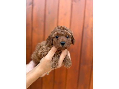 Pamuk gibi toy poodle yavrularım