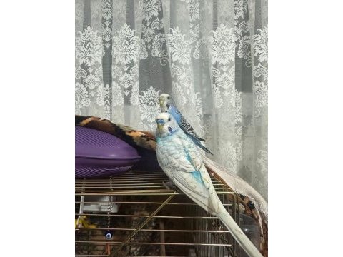 Hazır yavru garantili muhabbet kuşu takımlar