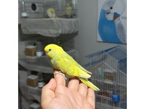 Ele alıştırmalık bebek muhabbet kuşları