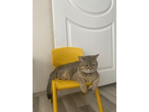 Yakışıklı kedimiz paşa