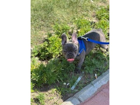 French bulldog blue egzotik erkek 5 aylık