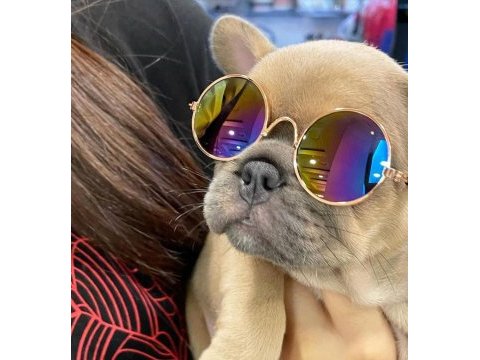 French bulldog yavruları