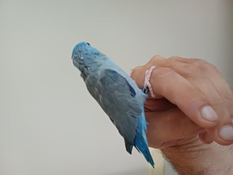 Erkek forpus papağanı