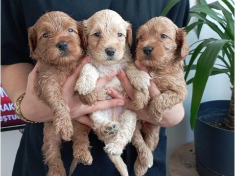 Toy poodle kalitesinde maltipoo yavrular