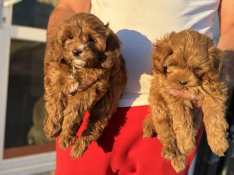Petmode köpek çiftliğinde ziyarete açık kore maltipoo