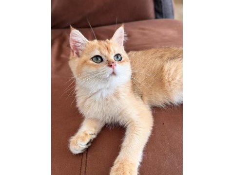British shorthair kedimiz