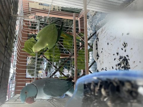 Mutasyon erkekli takım pakistan papağanı