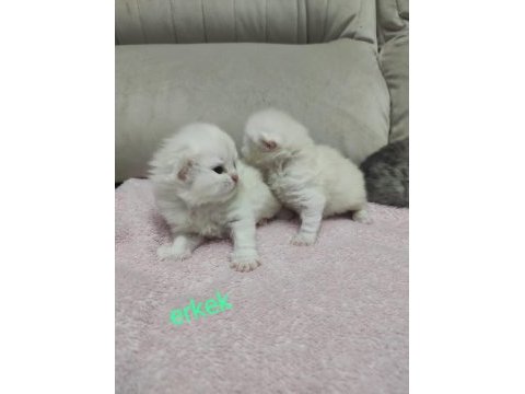 Kendi kedimin british longhair yavruları