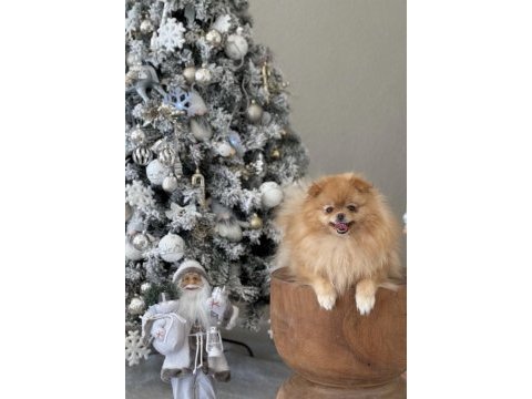Pomeranian orjinal