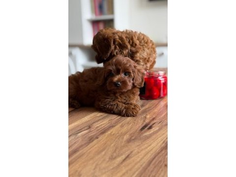Premium toy poodle