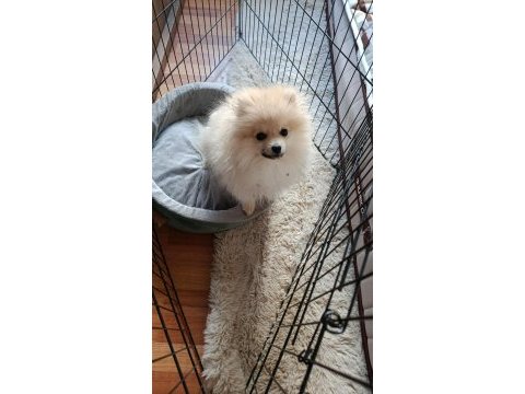 Pomeranian çikom acil verilecek