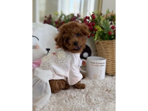 Kore poodle