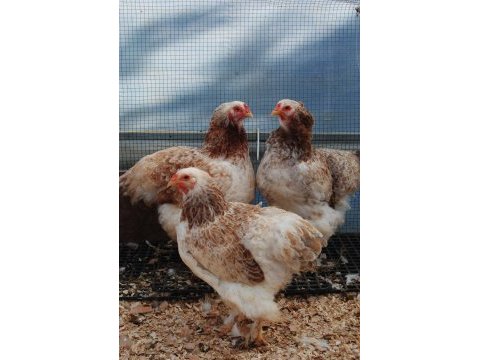 Salmon brahma kuluçkalık yumurta & civciv