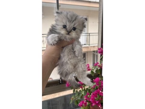 British longhair black golden dişi yavru