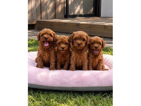 Denizli merkez teslime hazır poodle yavrular 