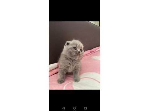 Scottish fold yavru antalya