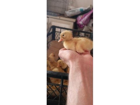 Çoluk çocuğunu sevindir ördek civcivim vardır gel