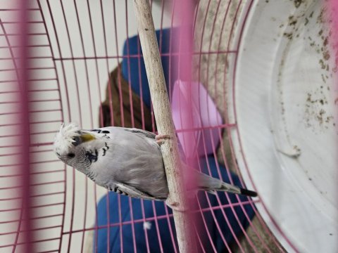 Tepeli mor teksas jumbo kırması muhabbet kuşu