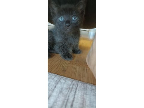 Kedimiz puffy aile arıyor