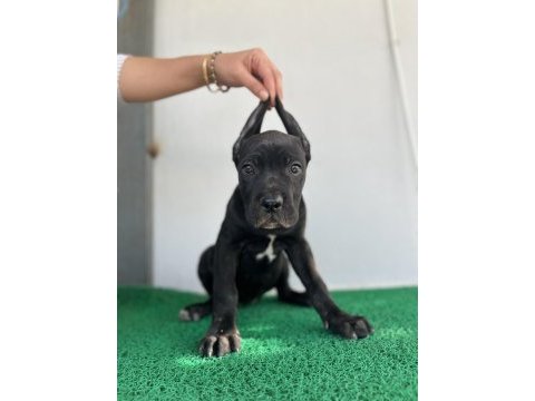 3 aylık cane corso yavrular