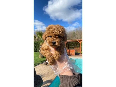 Poodle çıftliğinden red brown toy poodle bebeklerimiz 