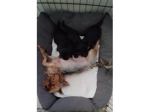 Yorkshire terrier yavrular