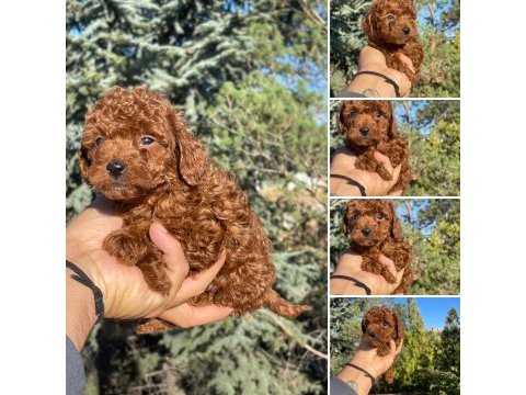 Yine efsane poodle yavrularımız hazır