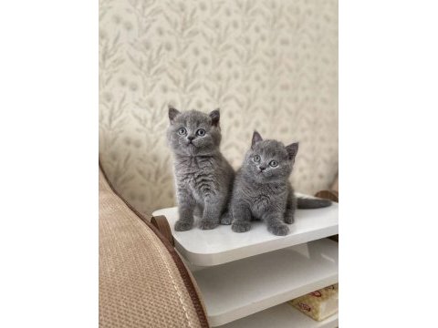 A kalite british shorthair kedirler
