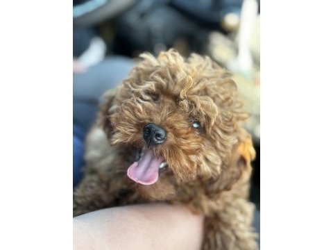 Mikro boy bebekler ve 4 aylık dişi darkred toy poodle