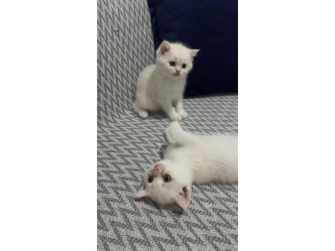 British shorthair kedilerim