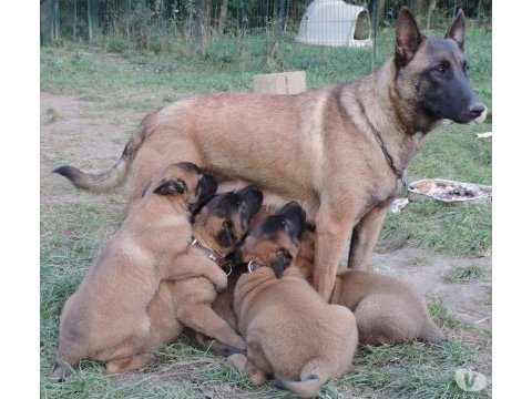 Üst kalite belçika malinois yavruları