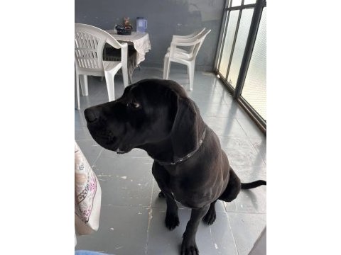 Yavrularımız cane corso