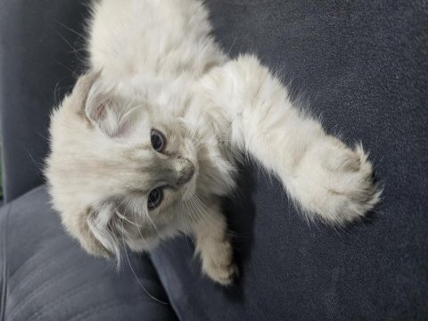 Yakışıklı oğlum scottish fold yavrum