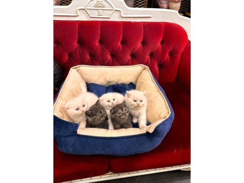 British shorthair ve scottish fold yavrularımız