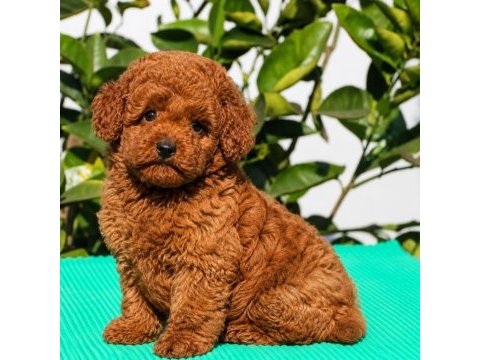 Red brown minyatür toy poodle yavrular