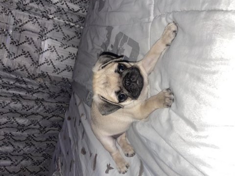 Orjinal safkan pug