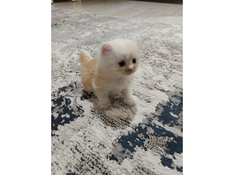 Scottish fold ve scottish straigt yavrularım