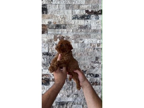 Biblo güzelliğinde red brown teacup poodle bebekler