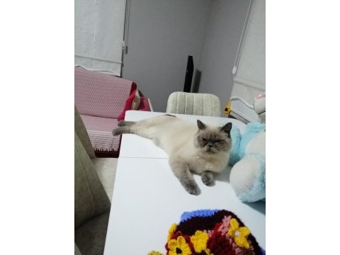 1 yaşında erkek british shorthair kısır değil