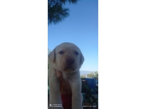Labrador köpeği yavrularımız